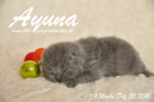 Ayuna ist 1 Woche alt geworden ( 30.12.2010 )