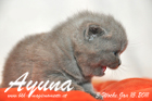 Ayuna ist 3 Wochen alt geworden ( 15.01.2011 )