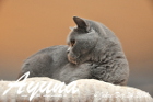 Ayuna ist heute genau 4 Jahre alt geworden . Frohe Weihnachten und happy birthday !! ( 24.12.2014 )