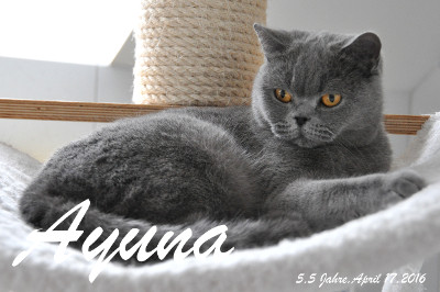 Ayuna ist ca. 5,5 Jahre alt ( 17.April 2016 )