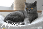 Ayuna ist ca. 5,5 Jahre alt ( 17.April 2016 )