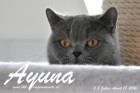 Ayuna ist ca. 5,5 Jahre alt ( 17.April 2016 )