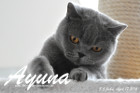 Ayuna ist ca. 5,5 Jahre alt ( 17.April 2016 )