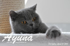 Ayuna ist ca. 5,5 Jahre alt ( 17.April 2016 )