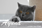 Ayuna ist ca. 5,5 Jahre alt ( 17.April 2016 )