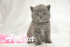 Ayuna ist 5 Wochen alt geworden ( 24.01.2011 )