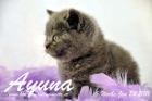 Ayuna ist 5 Wochen alt geworden ( 24.01.2011 )