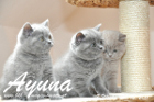 Ayuna ist 7 Wochen alt geworden ( 12.02.2011 )