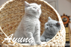 Ayuna ist 7 Wochen alt geworden ( 12.02.2011 )
