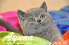 Ayuna ist 7 Wochen alt geworden ( 12.02.2011 )