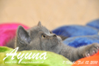 Ayuna ist 7 Wochen alt geworden ( 12.02.2011 )