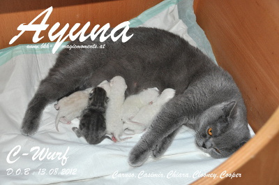 Ayuna`s 1.Babys , Caruso, Casimir, Chiara, Clooney, Cooper