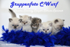 Unser C-Wurf ist 6 Wochen alt ( 23.09.2012 )