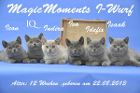Unser I-Wurf ist 12 Wochen alt ( 17.11.2013 )