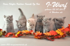 Unser I-Wurf ist 6 Wochen alt ( 06.10.2013 )