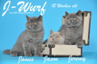 Unser J-Wurf ist 12 Wochen alt ( 01.11.2014 )