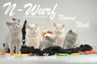 Der N-Wurf ist 10 Wochen alt ( 17.10.2015 )