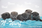 Der N-Wurf ist 3 Wochen alt ( 30.08.2015 )