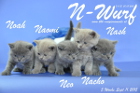Der N-Wurf ist 5 Wochen alt ( 11.09.2015 )