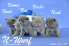 Der N-Wurf ist 5 Wochen alt ( 11.09.2015 )