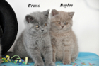 Baylee ist 7 Wochen alt (11.02.2012)