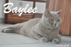 Baylee genießt die Schwangerschaft mit ihren M-Bärchen im Bauch (01.03.2015)