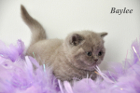 Baylee ist 5 Wochen alt (28.01.2012)