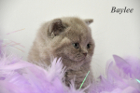 Baylee ist 5 Wochen alt (28.01.2012)