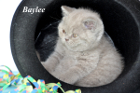 Baylee ist 7 Wochen alt (11.02.2012)