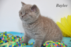 Baylee ist 7 Wochen alt (11.02.2012)