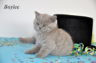 Baylee ist 7 Wochen alt (11.02.2012)