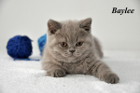 Baylee ist 9 Wochen alt (25.02.2012)