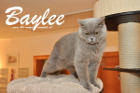 Baylee ist 3 Jahre alt ( 25.12.2014)