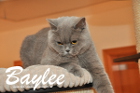 Baylee ist 3 Jahre alt ( 25.12.2014)