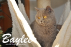 Baylee ist 3 Jahre alt ( 25.12.2014)