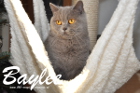 Baylee ist 3 Jahre alt ( 25.12.2014)