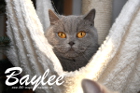 Baylee ist 3 Jahre alt ( 25.12.2014)