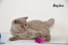 Baylee ist 9 Wochen alt (25.02.2012)