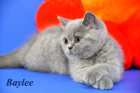 Baylee ist 11 Wochen alt (11.03.2012)