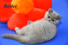Baylee ist 11 Wochen alt (11.03.2012)