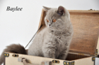 Baylee ist 13 Wochen alt (22.03.2012)