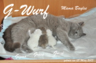 Baylee bekommt am 28.03.2013 ihre ersten 3 Babys !!