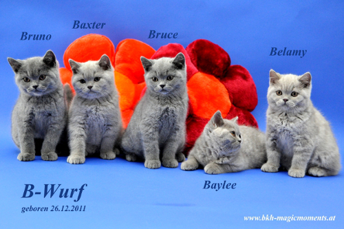 Baylee ist 11 Wochen alt (11.03.2012)