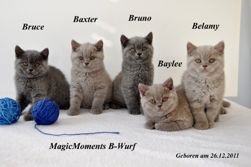 Baylee ist 9 Wochen alt (25.02.2012)