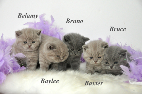 Baylee ist 5 Wochen alt (28.01.2012)