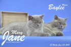 Baylee durfte mit ihrer Tochter Mary Jane zu Berenike und David nach Krems/NÖ ausziehen