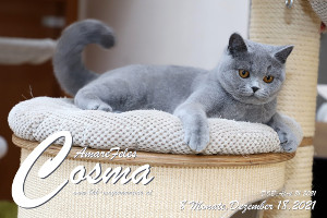 AmareFeles Cosma