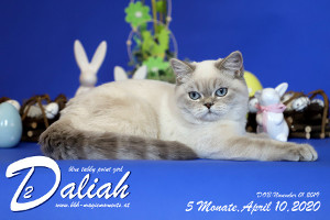 MagicMoments Daliah
