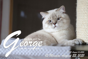 MagicMoments George
