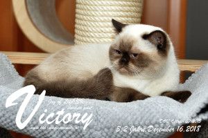 Victory Joy of Life*SK